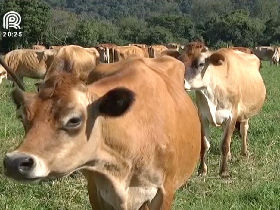 Feagro: começa a maior exposição de gado jersey da América Latina