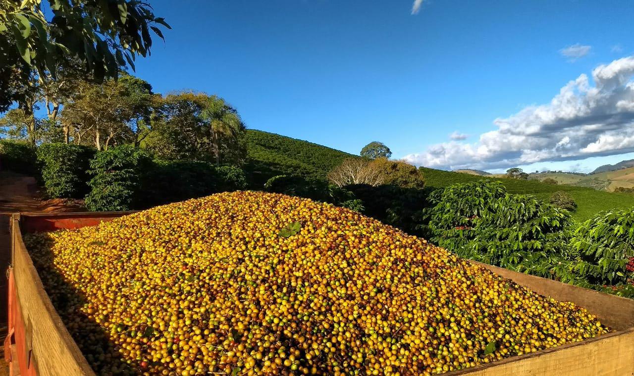 colheita de café