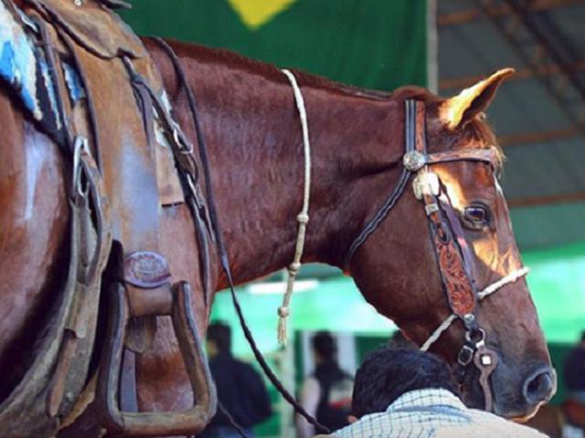 Bem-estar de cavalos é preocupação de organizadores de congresso da ABQM