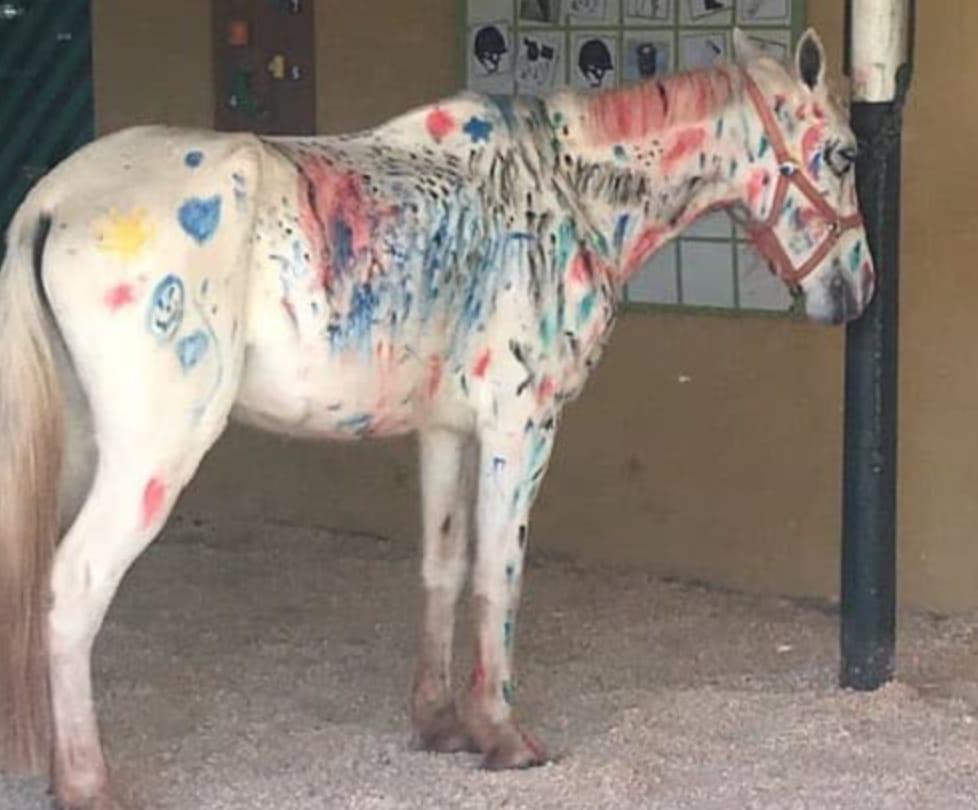 Cavalo rabiscado por crianças causa revolta em internautas