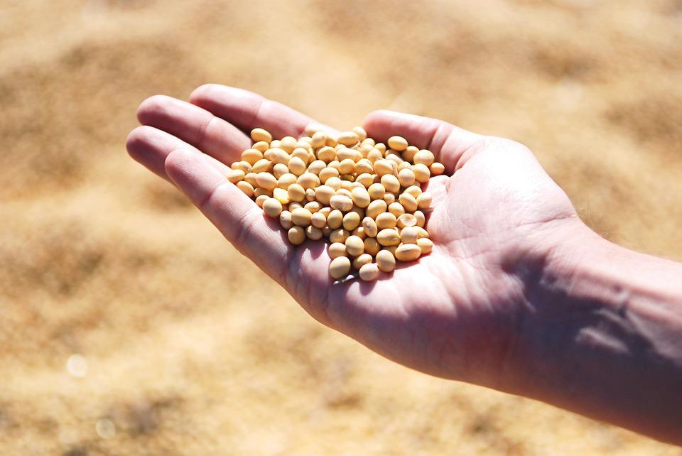 grãos de soja sobre mão