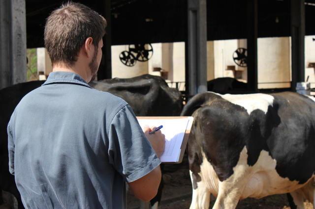 veterinário analisando vaca, veterinários