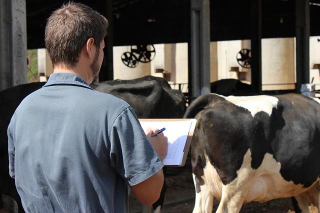 veterinário analisando vaca