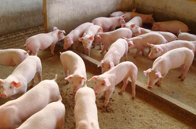 suíno, porco, carne, suinocultura, granja - suíno, suína, antibióticos