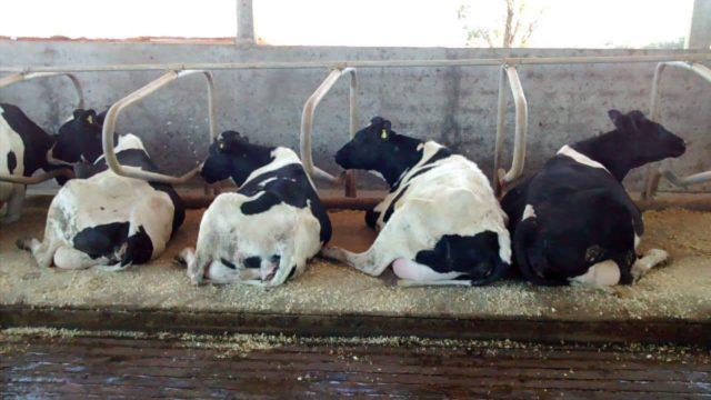 vacas deitadas em colchão