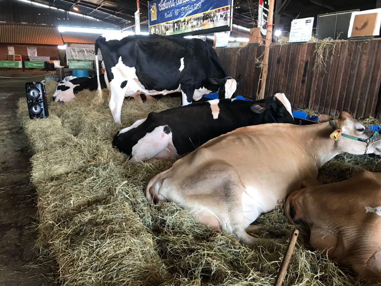vacas deitadas perto de caixa de som