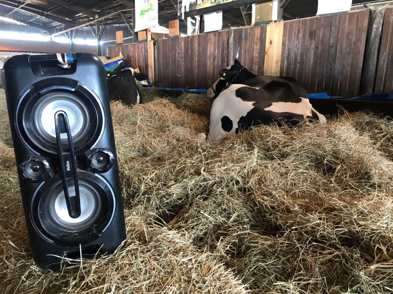 vaca deitada próxima à caixa de som