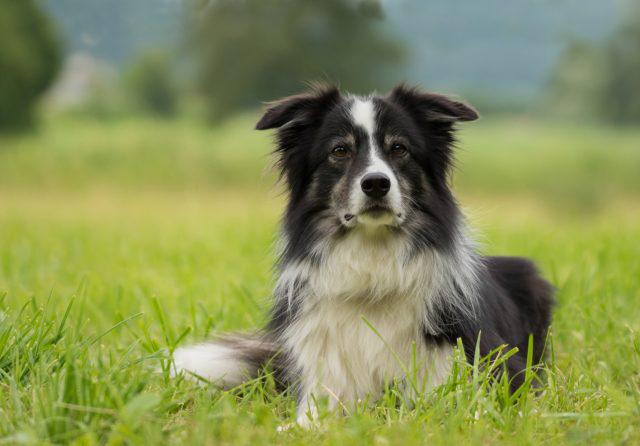 cão border collie na grama