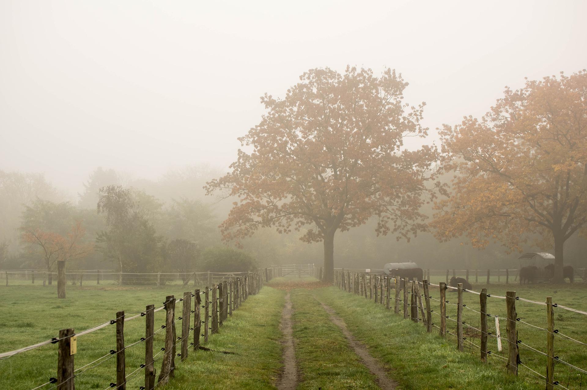 Neblina clima tempo propriedade fazenda - risco de geada e nevoeiro