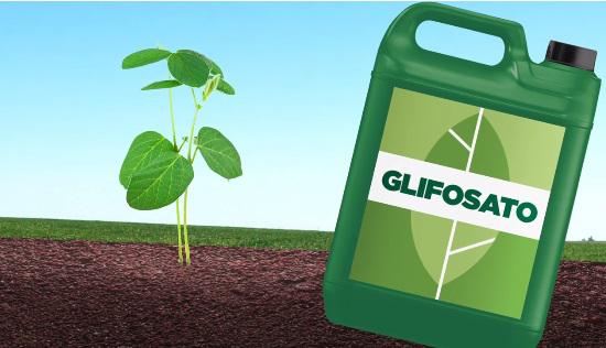 herbicida glifosato