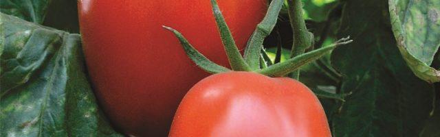 Conheça Enzo e Pietro, os novos tomates da Isla