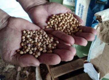 Entenda como controlar as doenças que afetam qualidade das sementes de soja