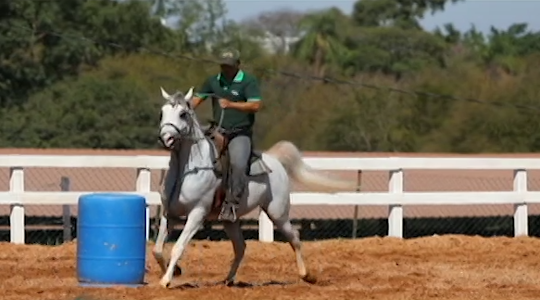 Cavalo Árabe, Leilão