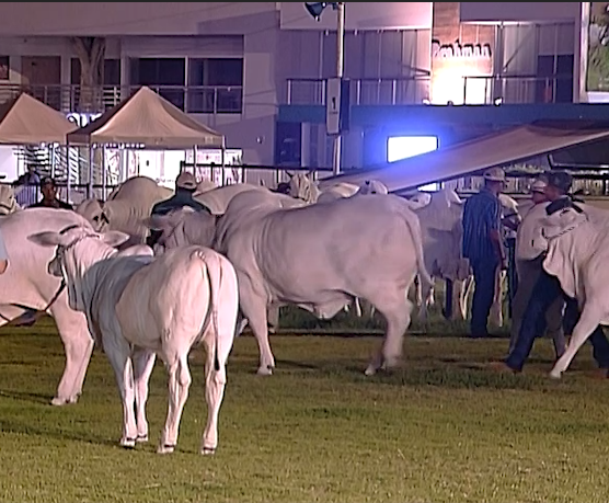 Leilão, Expoinel, Landau da Di Genio