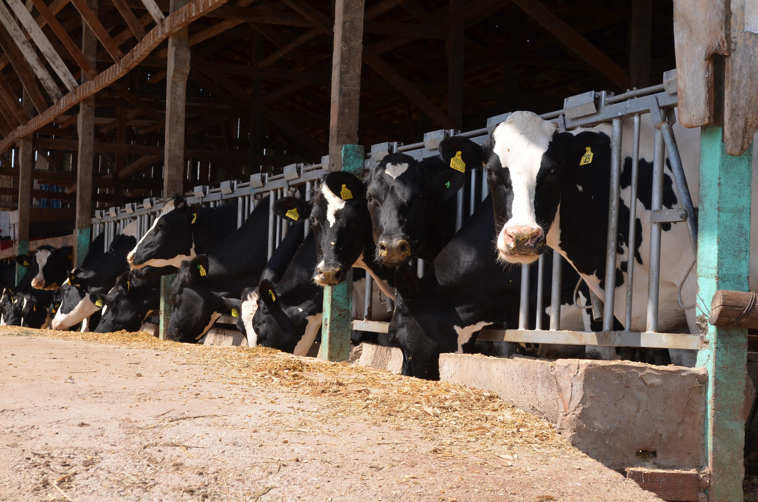 produção de leite convive com problemas de cascos, vacas