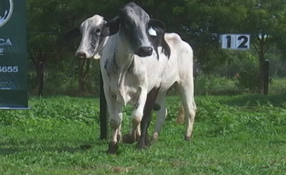 Remate oferece vacas para produzir leite de qualidade e em quantidade