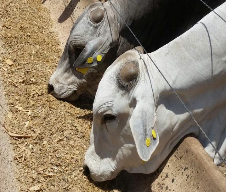 Goiás: aditivo alimentar faz gado engordar até uma arroba a mais por ano