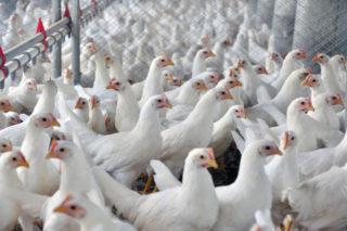 frangos em granja, aves, avicultura, influenza aviária