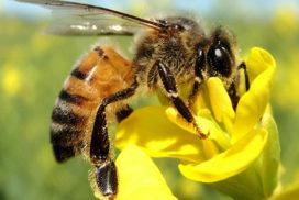 abelha-europeia polinização abelhas
