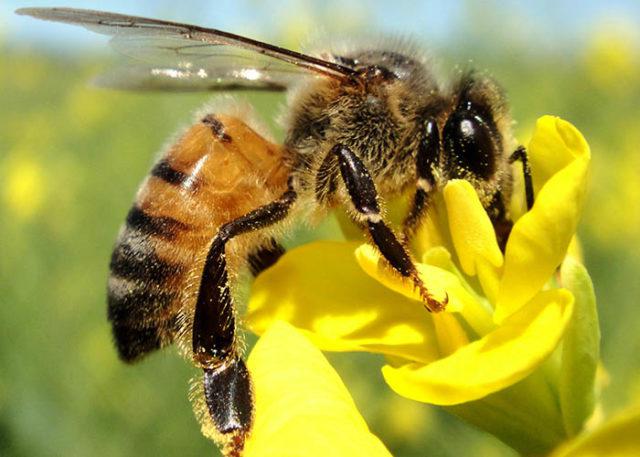 abelha-europeia polinização