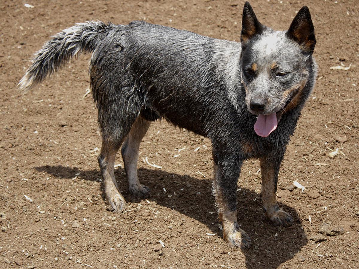 Conheça 5 raças de cachorro gigante - Vida Rural MT