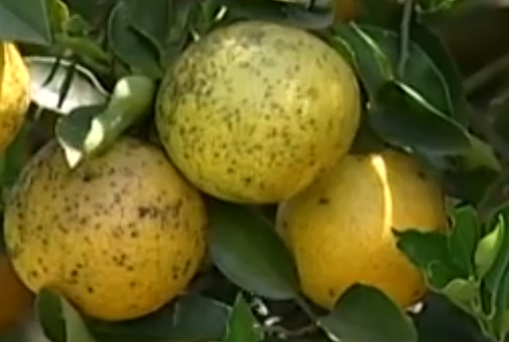 tangerina ponkan fungicidas
