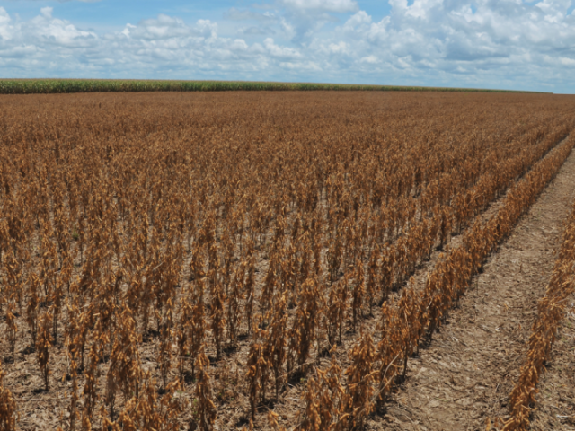 Chuvas: alívio para o produtor de soja do Paraná está próximo