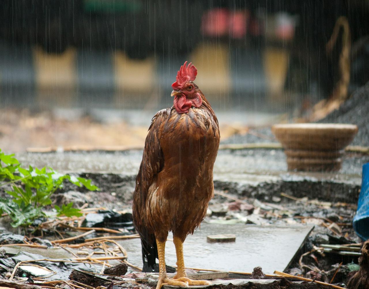 galinha na chuva, funcionário