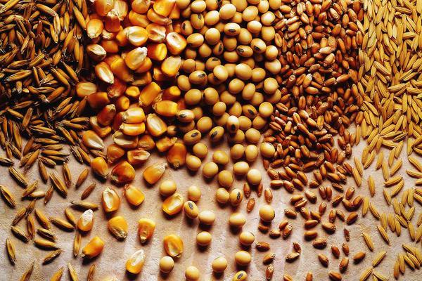 grãos, soja, milho, arroz, grão - produtor rural