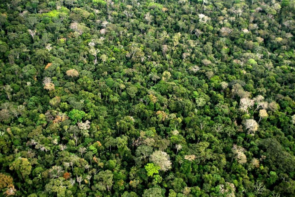 Floresta Amazônica, no Brasil