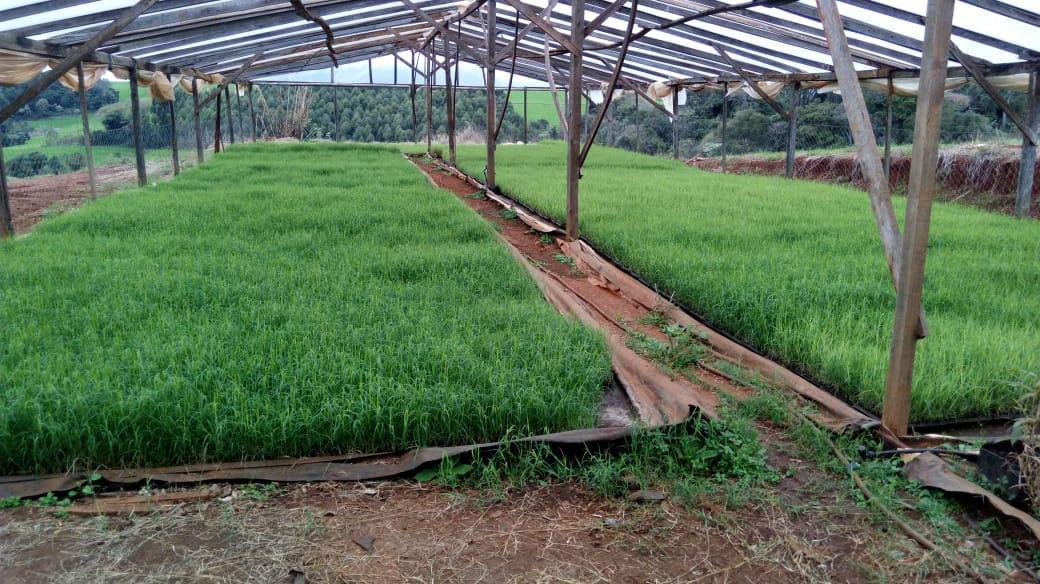 Tifton: agricultor aperfeiçoa técnica de plantio e produz 30% mais