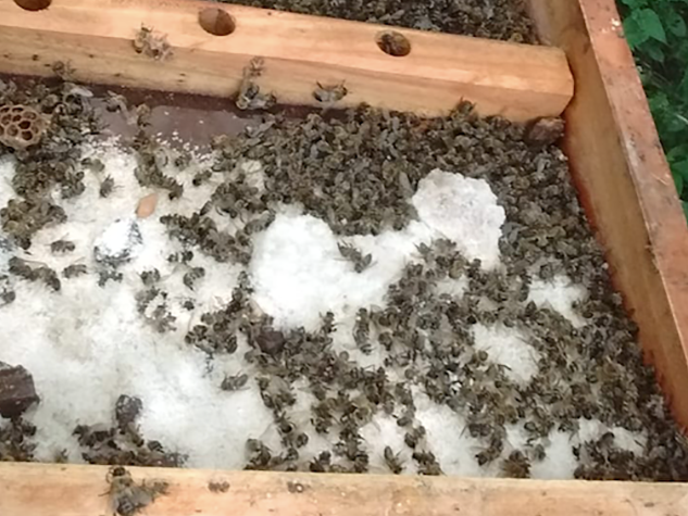 abelhas mortas por agrotóxico