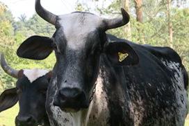 vaca de pecuarista que triplicou produçãp