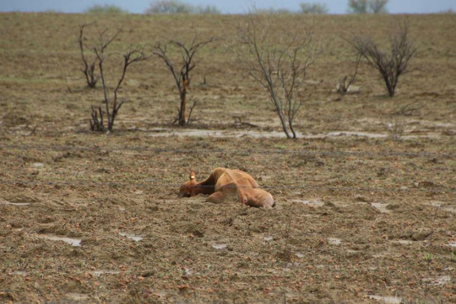 Gado morto após inundação, na Austrália