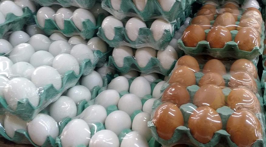 Produção de ovos