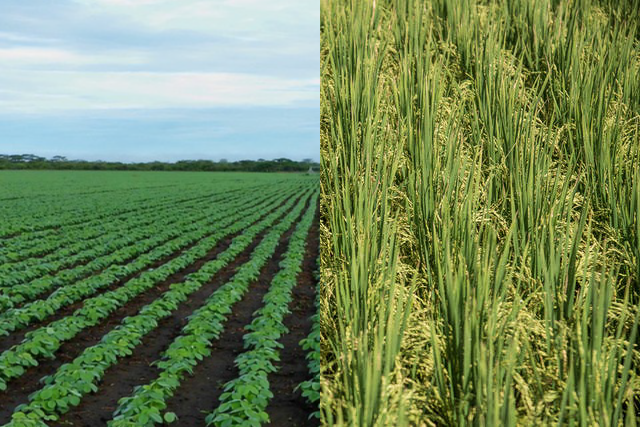 Consórcio de arroz irrigado com soja cresceu 205% em dez anos no RS