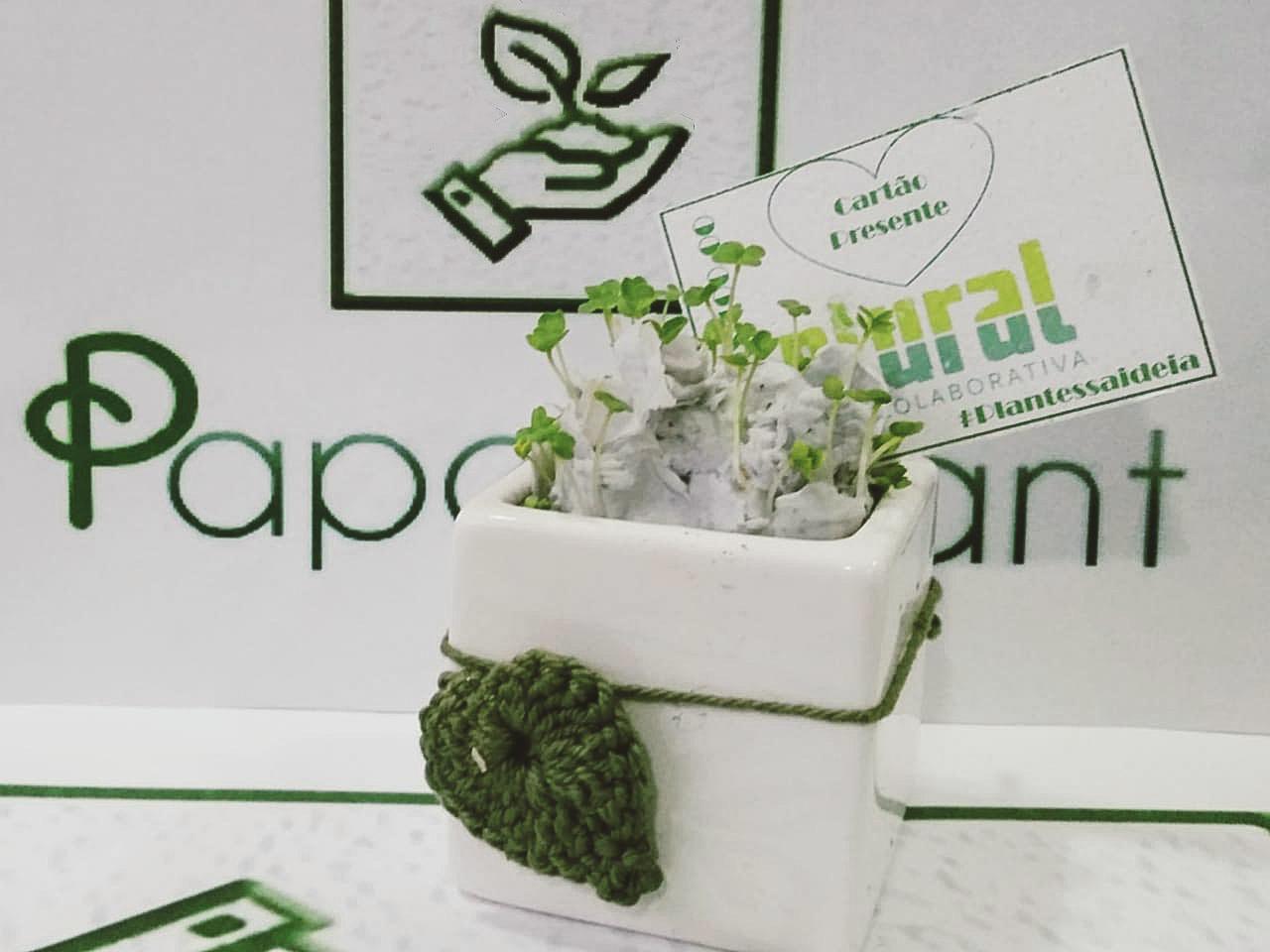 paper plant, papel-semente, papel