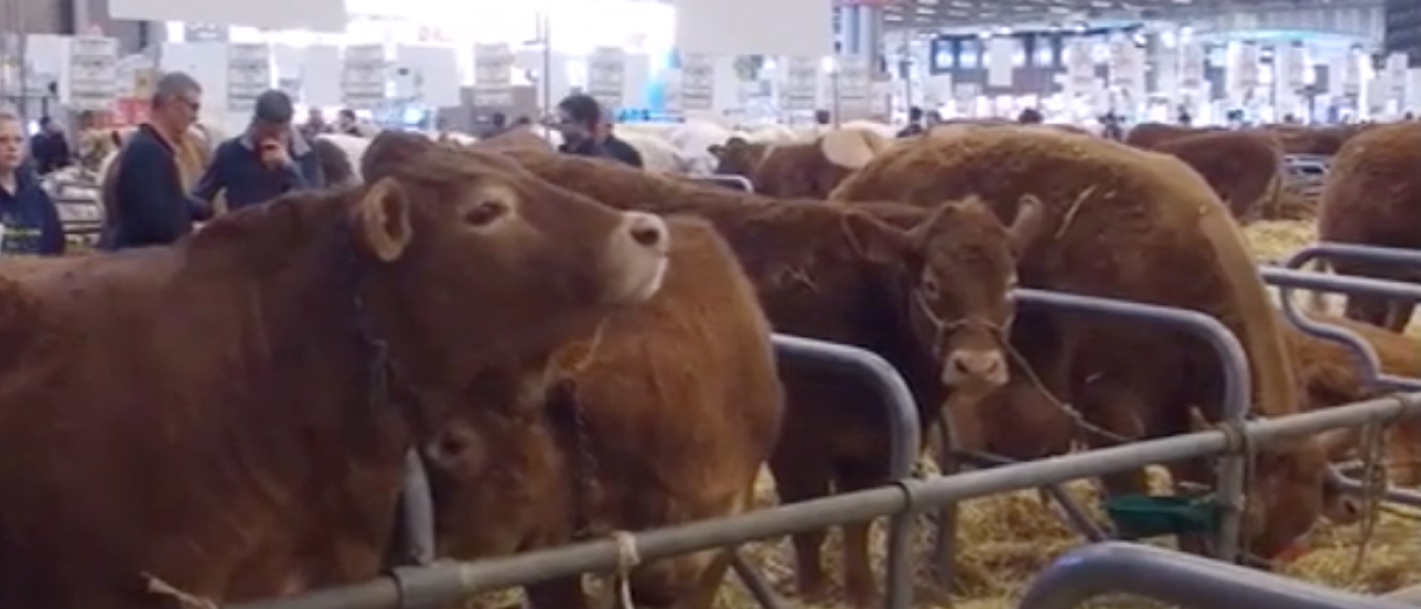 Carne bovina: França alia alta produção a investimento em bem-estar animal