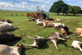 Gado morto por raio no Mato Grosso do Sul