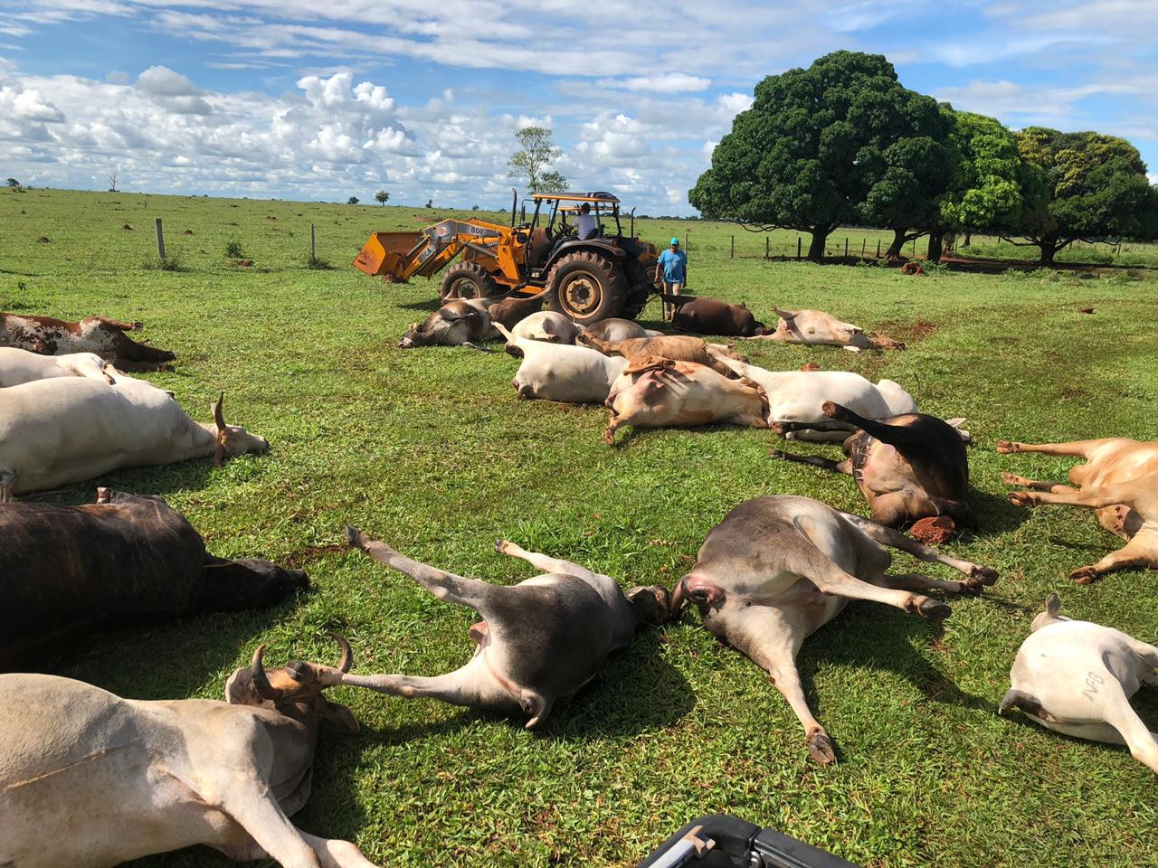 Gado morto por raio no Mato Grosso do Sul