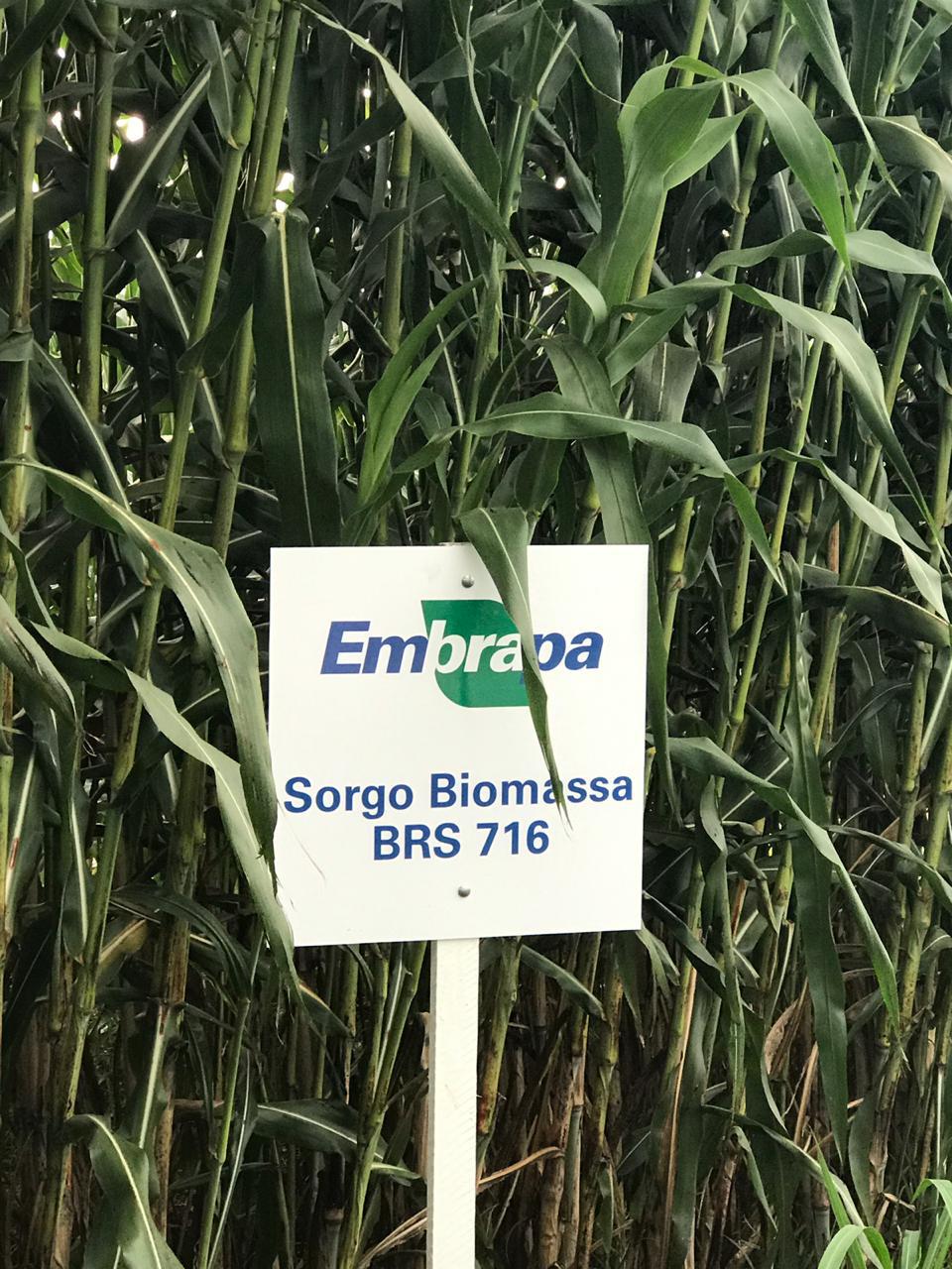 sorgo, biomassa