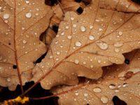 chuva sobre folha no outono, mês de junho