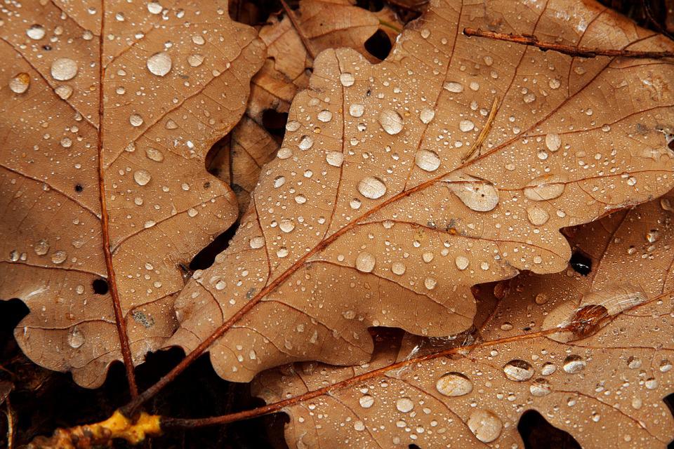 chuva sobre folha no outono, mês de junho