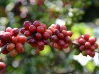 Plantação de café conilon (robusta) - cotação do cafe