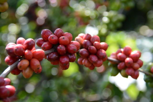 Plantação de café conilon (robusta)