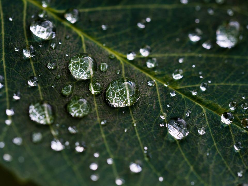 gotas de chuva em folha