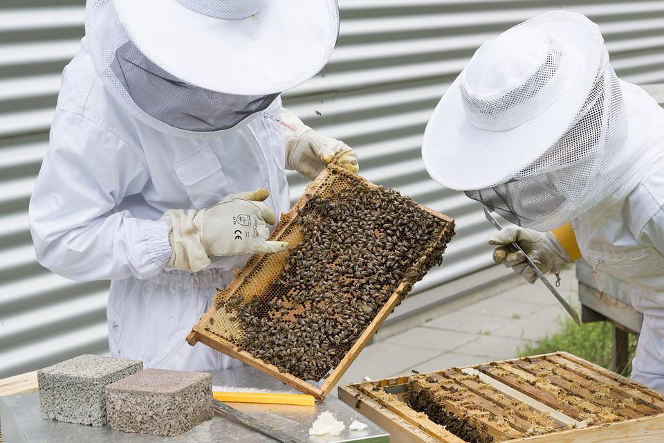 apicultura abelhas mel