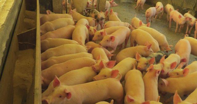 peste suína, porco, suíno, suinocultura, granja