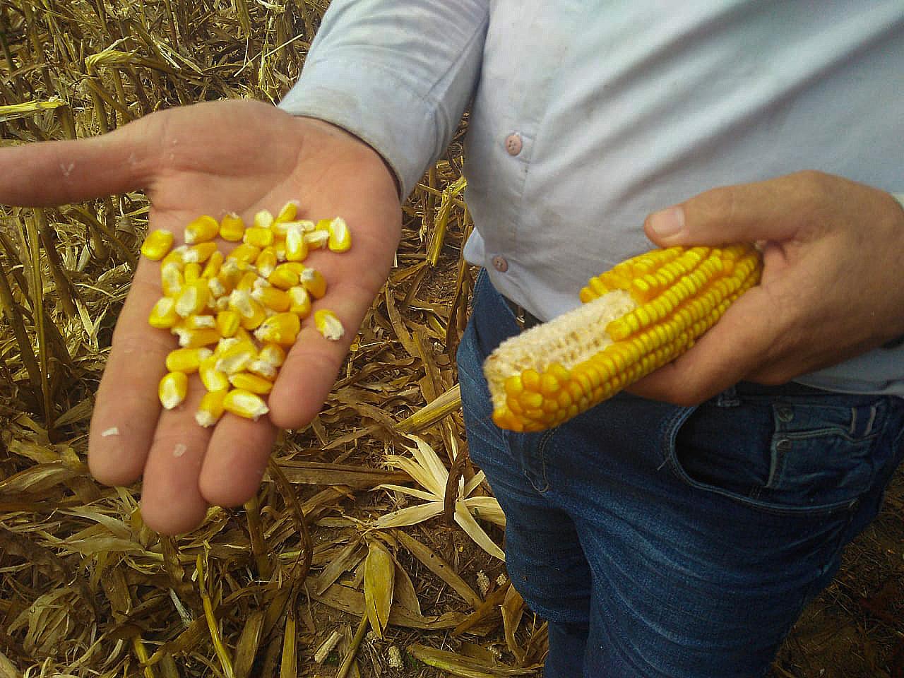Grãos de milho na mão de produtor rural, em Querência, Mato Grosso