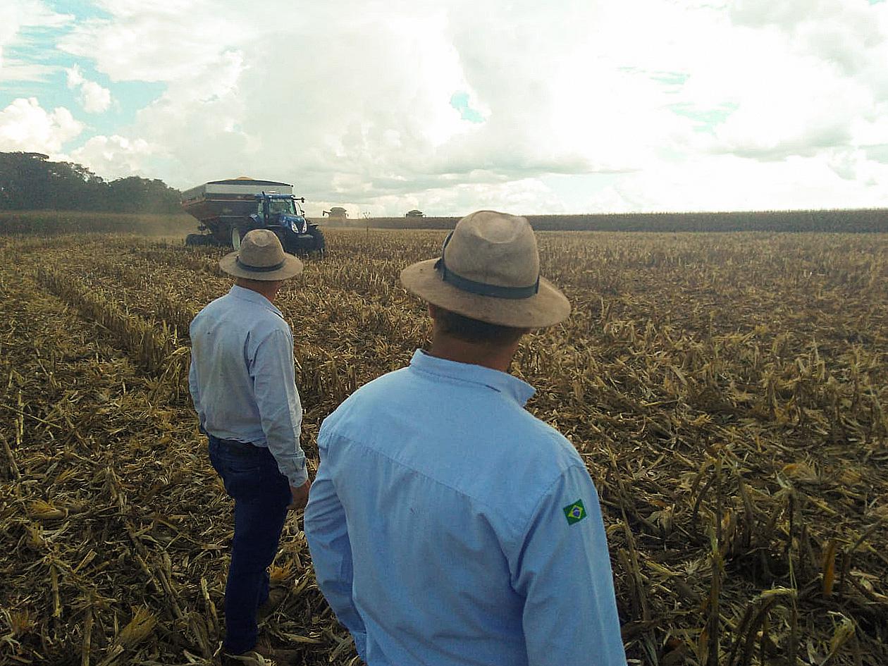 Produtores observando a colheita da segunda safra de milho